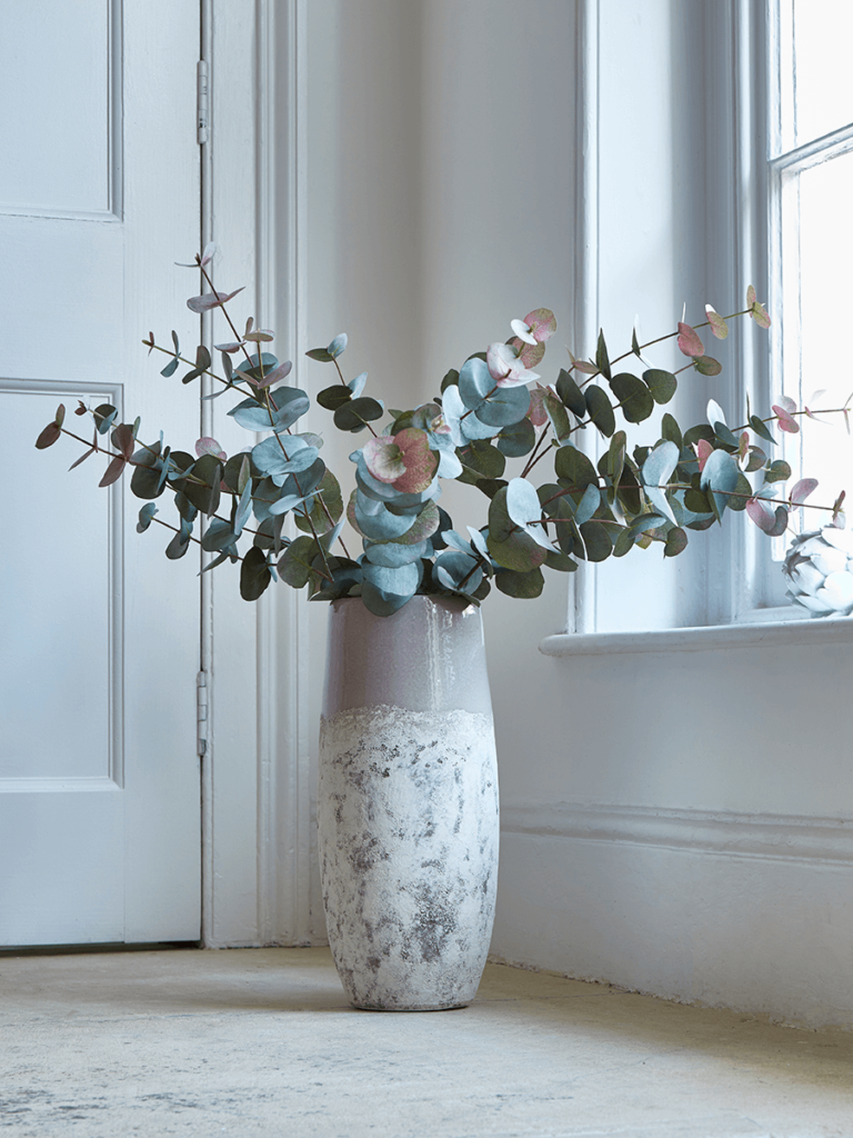 Eucalyptus Plant in Vase